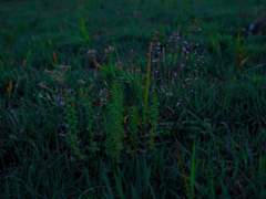 루밀리아기사단_명단