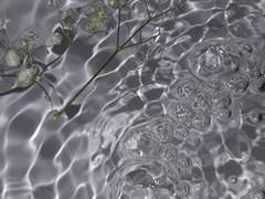 Dear, Rex Graygarden.