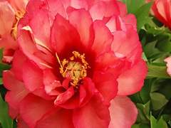 윤송이 / 3학년 / XX +2