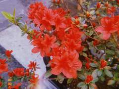 ラブホで死にたくない