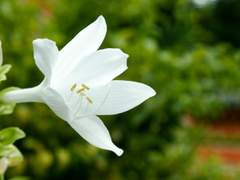 [련]외전: 옥잠화