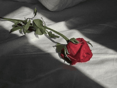 군주의 개 13 fin