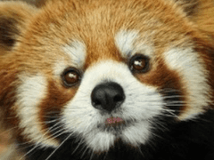 이씨집안 막내로 살아남기