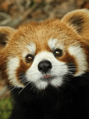 이씨집안 막내로 살아남기