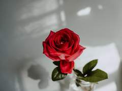 디온 Dion 28 XY 혁명