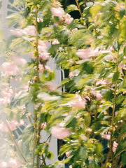 @PH0NE_Addic_N's COMMISSION