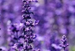 사랑을 그리는 연주자