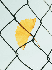 서브 백업: 백기