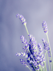 서브 백업: 허묵