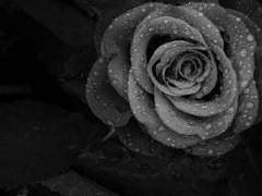 (하이큐/세터즈) 그녀의 죽음