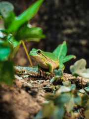 개구리가 조용하던 어느여름 밤