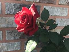 길거리에 조그맣게 핀 꽃만 봐도 예쁜데 너를 보러 가는 나는 오죽할까.