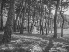 진정령 - 남망기