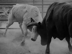 에리카, 메이…데이