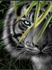 [SV] 흑호의 반려