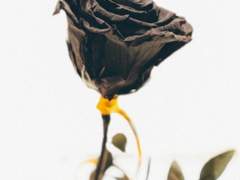 [스나오사] 경호원이 탑 배우를 만나면 생기는 일