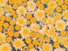 [영진커] かわさき(川崎) ひな / 1반 / XX✨