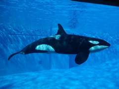 [수현다온] 다람쥐 꼬리가 젖으면 안되는 이유