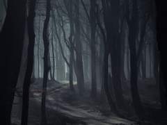 어둠 속 안내자