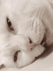 인간답게 사는 법