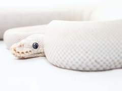 헤비 보탄/2반/XX