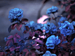 이리네스 샬럿 블루시아