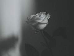 미래를 보는 약속