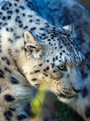 내 동생은 설 표범