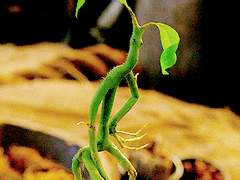 위자드 위스키_08(개정)