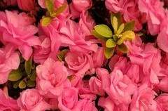 오필리아 로제트 님프 XX 23 남작