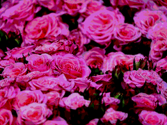 이련커 홍 애련 프로필