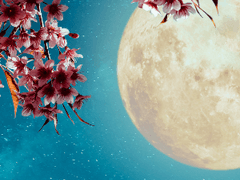 화야, 나만의 꽃아(9)