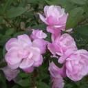 바랑바랑바랑보