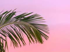 [와찬] 한 여름밤의