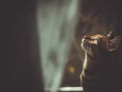 [하이큐/켄히나]비와 고양이