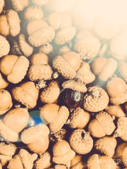 무대에서 주운 도토리