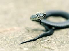 비늘 속 회색 진주의 작은 바람