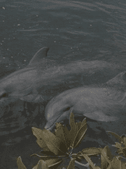 쌍방인줄 알았는데 차임