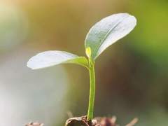 제 작은 꽃에게