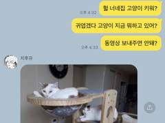 도쿄 리벤저스 카톡 카피페 드림 1.