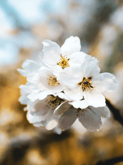 정령왕 엘퀴네스