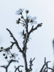 로위나 드 아델하이트