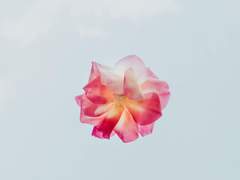 하나하키병 걸린 스탠 - feelings