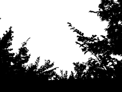 백령 / XY / 칙스