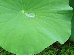 비가 오길/이도은