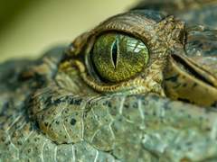 Ellie Gertrude Bolton