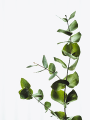 다이아몬드 에이스