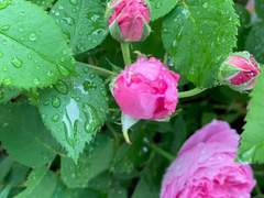 꽃잎을 즈려밟은 장마 한 줄기