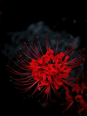 전하지 못 할 이야기