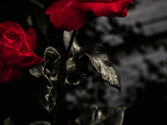 존경과 팬심에 대한 고찰.